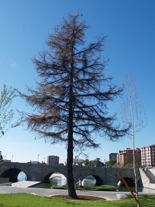 Continua la mortandad de árboles por Madrid-Río